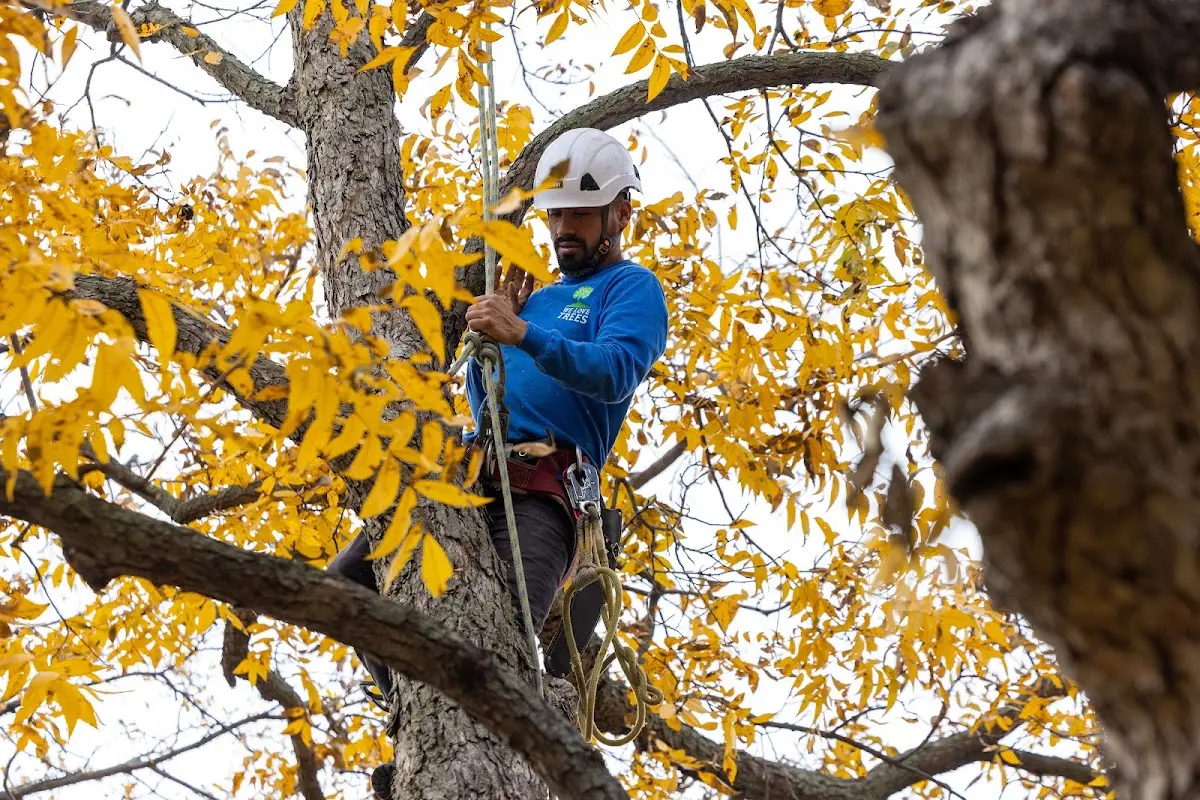 Skilled Storm Damage Cleanup crew working in Healy